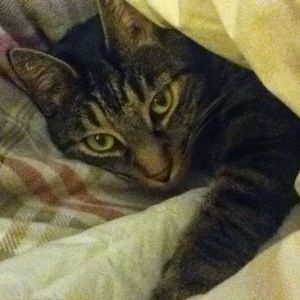 Meet your Posher, Nyomi